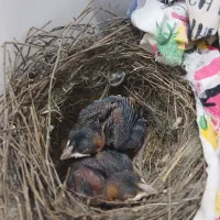 سه عدد قناری سرحاال