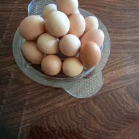 فروش تخم مرغ محلی کلی وجزیی|خوردنی و آشامیدنی|نهاوند, |دیوار