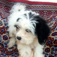 سگ شیتزو نر ۲ نیم ماهه فقط ۵|سگ|رشت, منظریه|دیوار