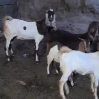 فروش بز پاکستانی