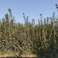 نهال آلو و هلو|خدمات باغبانی و درختکاری|نیشابور, بلوار گلها|دیوار