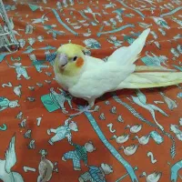 عروس هلندی سالم آماده جفت گیری