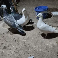 6عدد کبوتر. سر تیپ دار