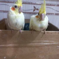 جوجه یه ماه لوتینو اماده برا دستی کردن