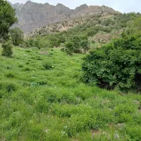 کاه شنبلیله شلیف گرفته شده