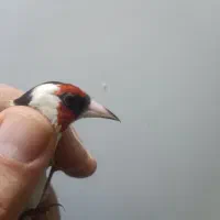 سهره ماده جوجه متولد قفس