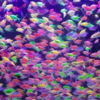 انواع ماهی آکواریوم ومانستر فروش معاوضه (درختی)