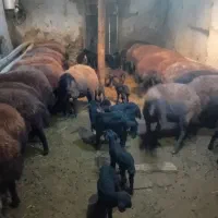 گوسفند بره دار افشار|حیوانات مزرعه|انگوران, |دیوار