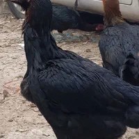 مرغ لاری|حیوانات مزرعه|ری, دولتآباد|دیوار