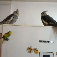 عروس هلندی سه ماهه فروشی|پرنده|پاکدشت, پاکدشت (مامازند)|دیوار