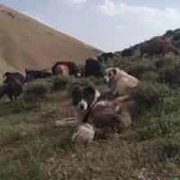 سگه گله‌ونگهبانی همه چی تموم بشرط
