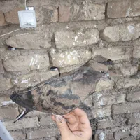 کفتر سرخ خال سیاه