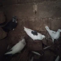 کبوتر|پرنده|اندیکا, |دیوار
