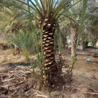 خدمات نخل|خدمات باغبانی و درختکاری|اهواز, زیتون کارگری|دیوار