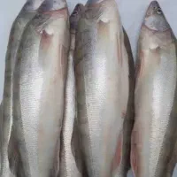 ماهی تازه