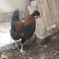 خروس سلطان کاکلی جوان پرند|حیوانات مزرعه|پرند, فاز ۰|دیوار