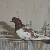 سینه سرخ ماده