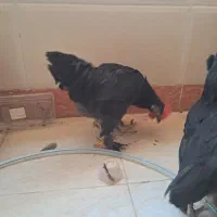 خروس سیاه مرندی، برهما