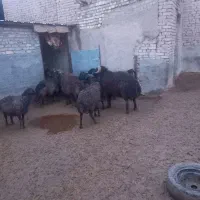 یک عدد قورچ ۴ ساله برای فروش