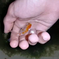 ماهی تترامولی وگلدفیش وکوریدوراس وشریمپ خزه کریسمس|ماهی|صدرا-فارس, فاز ۱|دیوار