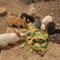 خرگوش
