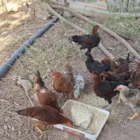 نیمچه خروس مرغ|حیوانات مزرعه|قصرشیرین, |دیوار