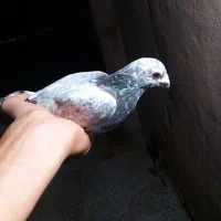 کفتر