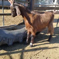 دو راس بزغاله نر و ماده سالم|حیوانات مزرعه|مزرعه کتول, |دیوار