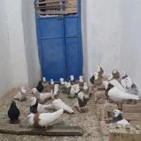 کبوتر طوقی