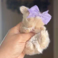 چشم آهویی مینیاتوری مینی لوپ فانتزی ریزه|موش و خرگوش|اصفهان, نقش جهان|دیوار