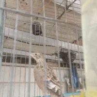 سهره خاکی نر|پرنده|الوند, |دیوار