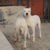 سگ شکار|سگ|بومهن, |دیوار