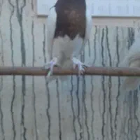 پرنده|پرنده|قم, چهار مردان|دیوار