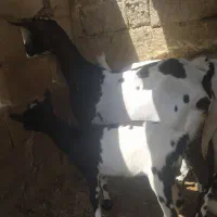 کهره اوس ۲ماه با بچه ماده خوشرنگ