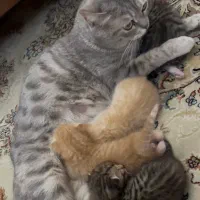 واگذاری گربه نژاد دار همراه با توله ها