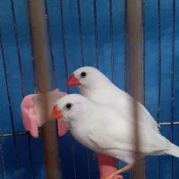 فنچ سفیدنژاد اروپایی ونژاد زبرا سفید