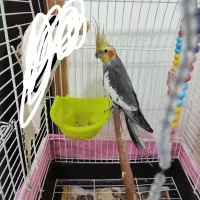 عروس هلندی نر بالغ|پرنده|آستانه اشرفیه, |دیوار