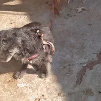 سگ خانگی|سگ|زاهدان, |دیوار