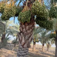 فروش پاجوش دیری و برهی اصل|گل و گیاه طبیعی|شوشتر, |دیوار