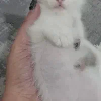 گربه پرشین نر