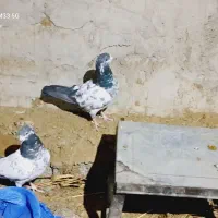 یک جفت باستانی|پرنده|اسماعیلی, |دیوار