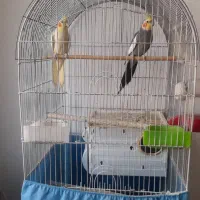 عروس جفت مولدباقفس|پرنده|قم, علی آباد سعدگان|دیوار