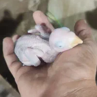 جوجه شاه طوطی|پرنده|اهواز, کوی جواهری|دیوار