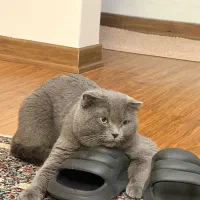 گربه نر جهت جفتگیری