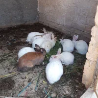 خرگوش سالمو تمیز