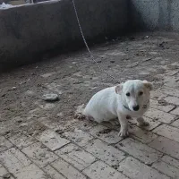 توله پاکوتاه