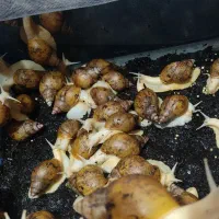 فروش حلزون آچاتینا آلبینو