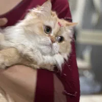گربه گمشده