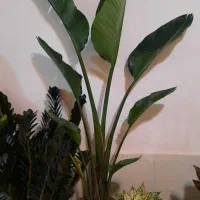 گل رز و اپارتمانی