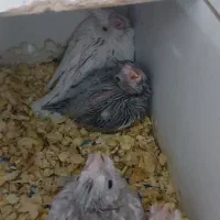 عروس هلندی مولد تضمینی|پرنده|پارس‌آباد, |دیوار